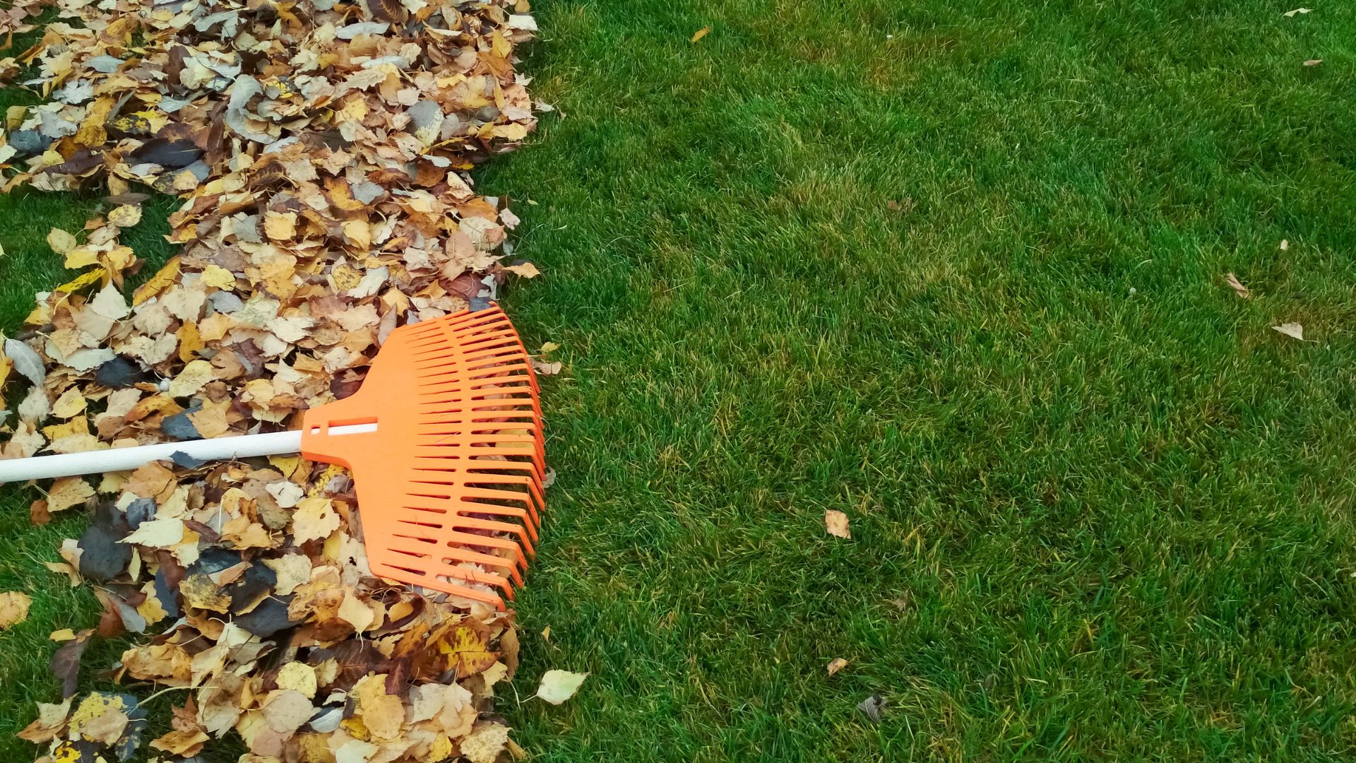 Orange rake clearing fallen autumn leaves from green grass lawn